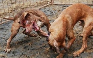 职场安全警示从比特犬伤人事件中汲取的教训