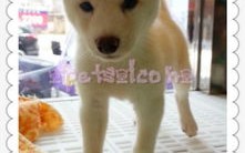 深度解析，柴犬币（Shiba Inu）今日走势行情洞察与未来展望