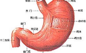 胃在什么位置图片左边还是右边