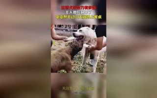 比特犬咬死主人