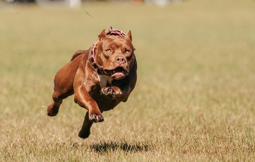 比特犬的攻击性之谜为何它们见狗就咬？-第1张图片-链话热议