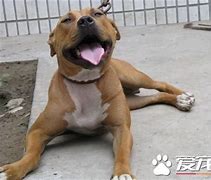 比特犬冲突致死事件的案例分析与预防策略研究-第1张图片-链话热议