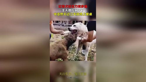 比特犬咬死主人-第1张图片-链话热议