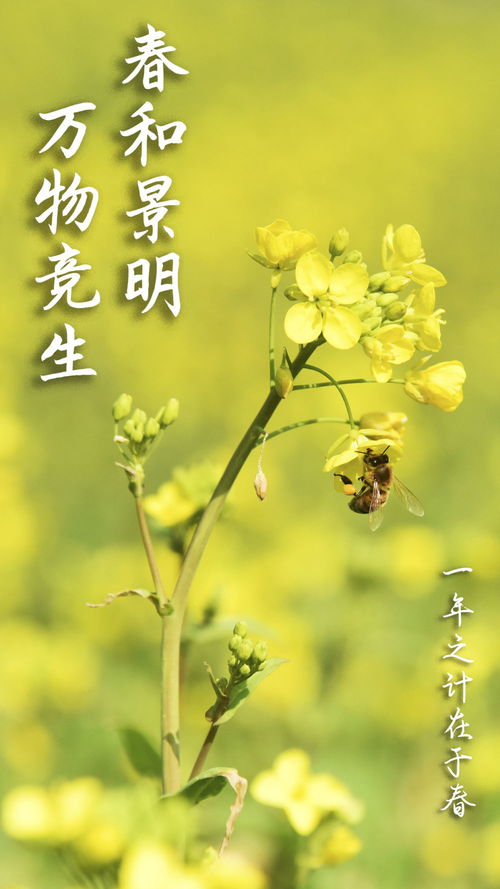 绽放的春天，百花齐放的力量与影响-第3张图片-链话热议