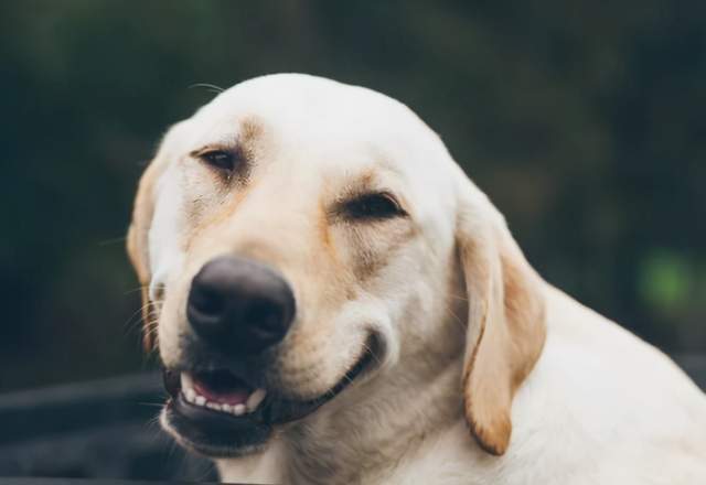 生肖中的财富密码，从家道中落到命运转机——揭秘败家之犬生肖的启示-第2张图片-链话热议