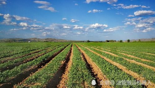 药材种植，一条稳健的财富绿洲-第3张图片-链话热议