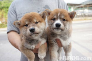 深度解析，柴犬币（Shiba Inu）今日走势行情洞察与未来展望-第2张图片-链话热议